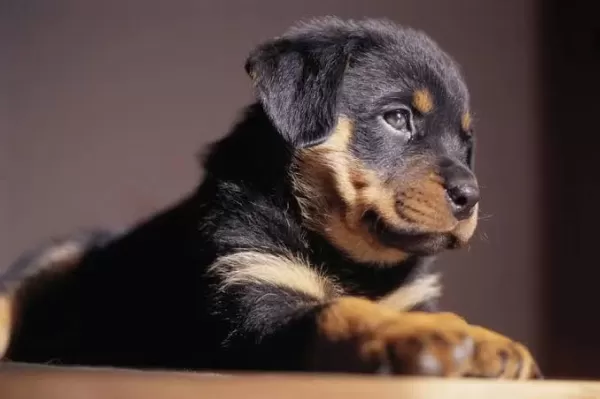 Ruhsatlı Köpek Çifliğinden Rottweiler Yavrular A Scrli