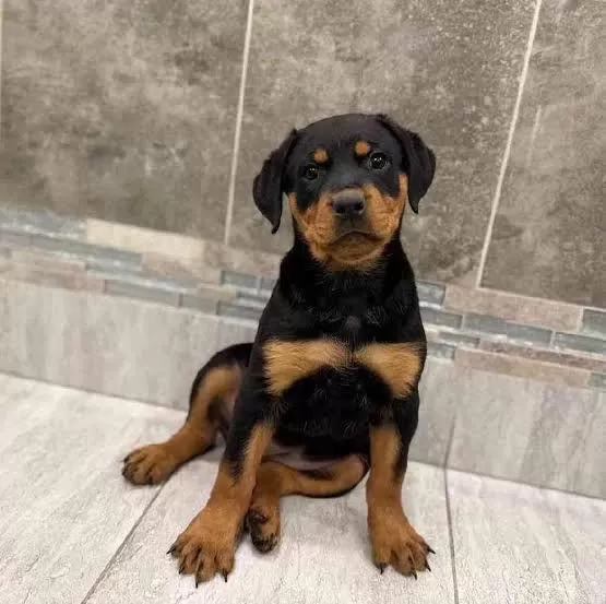 Ruhsatlı Köpek Çifliğinden Rottweiler Yavrular A Scrli