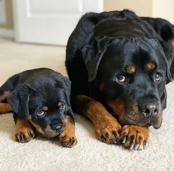 %100 Orjinal Rottweiler Yavrular Kredi Kartı Geçerlidir