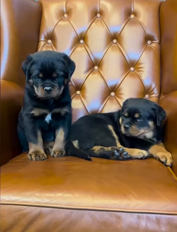 %100 Orjinal Rottweiler Yavrular Kredi Kartı Geçerlidir