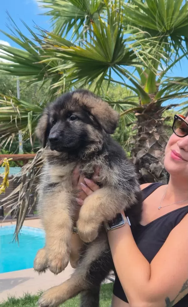 K9 Çiftliğinden Alman Kurdu Yavruları