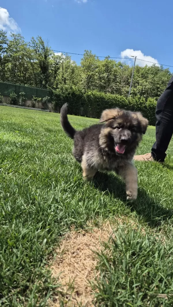 K9 Çiftliğinden Alman Kurdu Yavruları