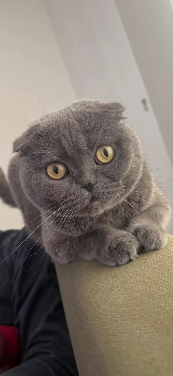 Scottish Fold Alanya İçi Sadece