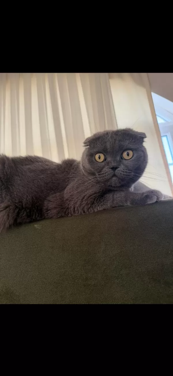 Scottish Fold Alanya İçi Sadece