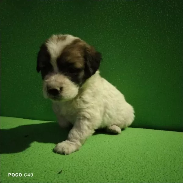 Fini Yavru Köpeğimiz