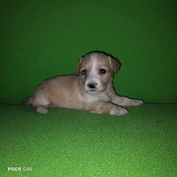 Fini Yavru Köpeğimiz