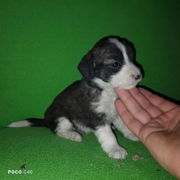 Fini Yavru Köpeğimiz