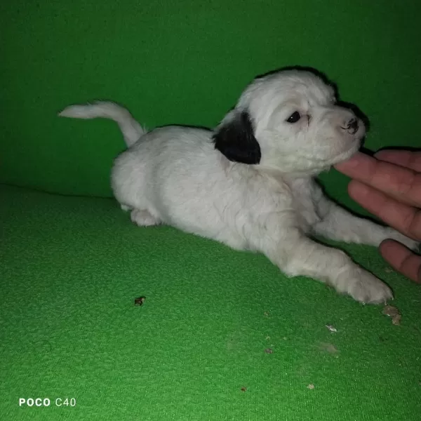 Fini Yavru Köpeğimiz
