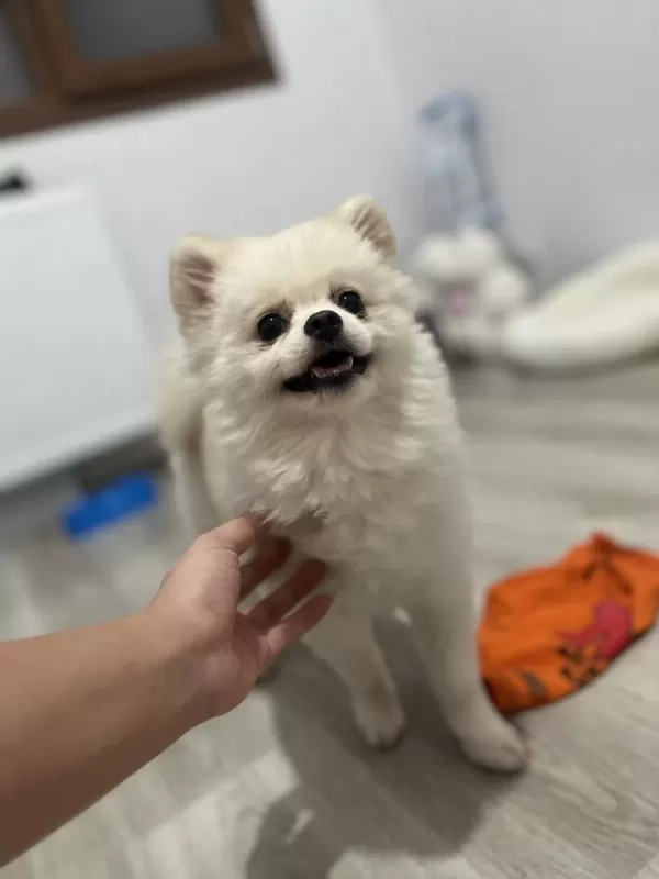 2 Yaşinda Prenses Pomeranian