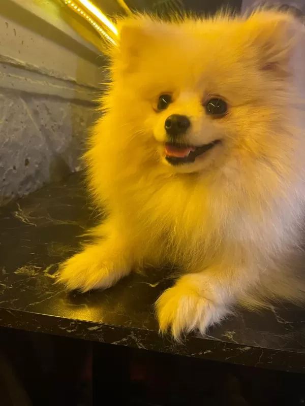2 Yaşinda Prenses Pomeranian