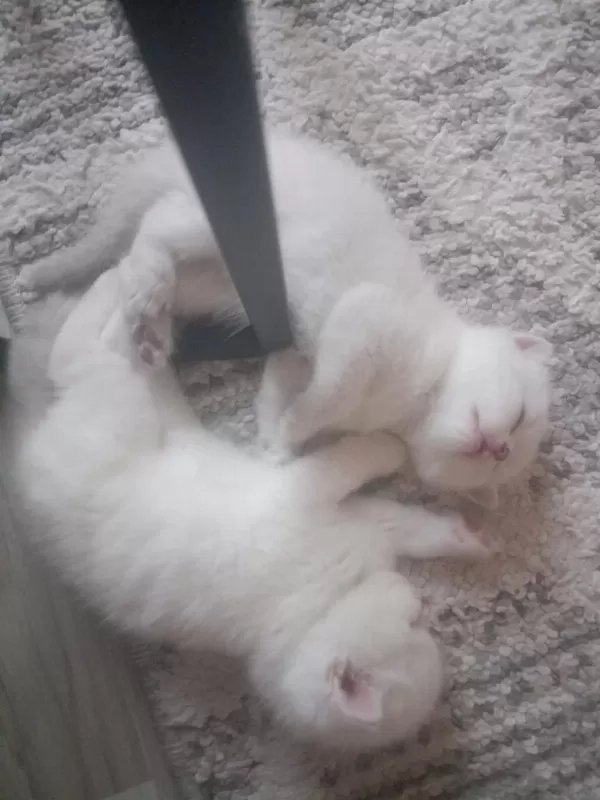 Scottish Fold Dişi Ve Erkek Yavrular