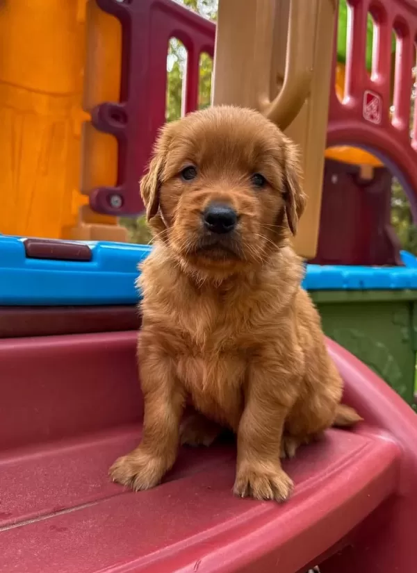 İyisi Değil En İyisi Golden Retriever Kapıda Ödeme Mevcuttur