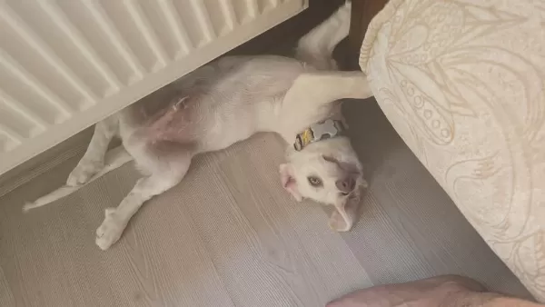 Kuki 3 Aylık Karma 1 Doz Aşı Yapıldı Köpeğimiz