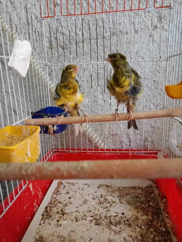 Orjinal Kıvırcık Mantolu Kanarya