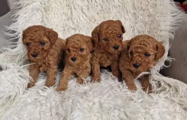Toy Poodle Minikler Safkan