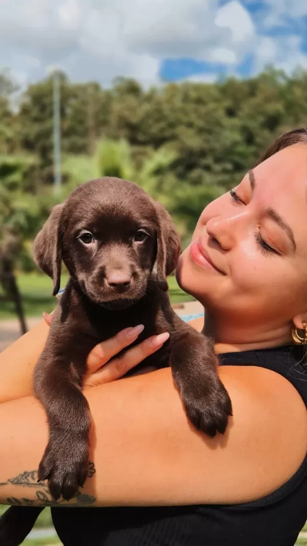 Çikolata Labrador Yavruları Sağlık Ve İrk Garantili