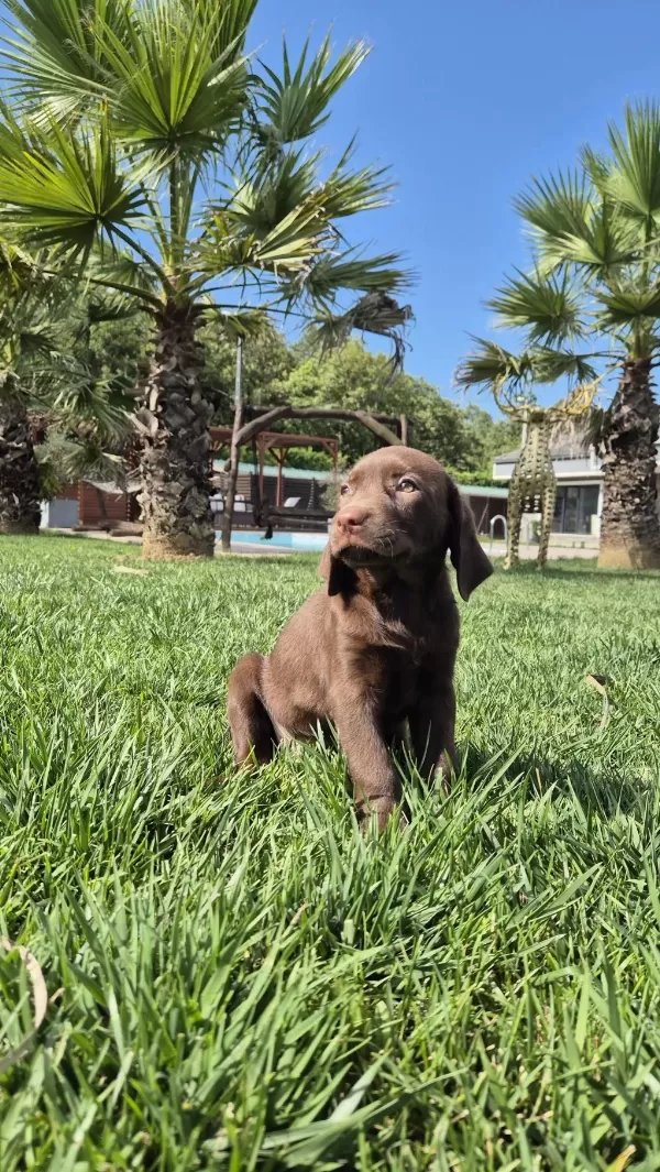 Çikolata Labrador Yavruları Sağlık Ve İrk Garantili