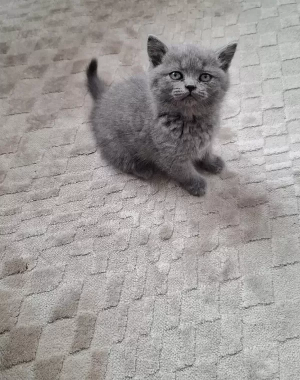 Yeni Yuvasına Hazır Yavru Kedimiz