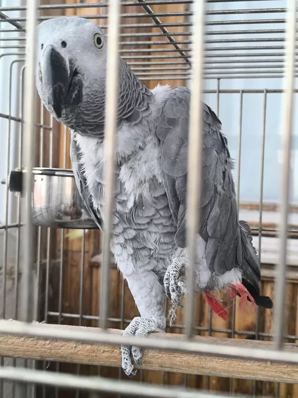 Kendini Sevdiren Jako Papağani