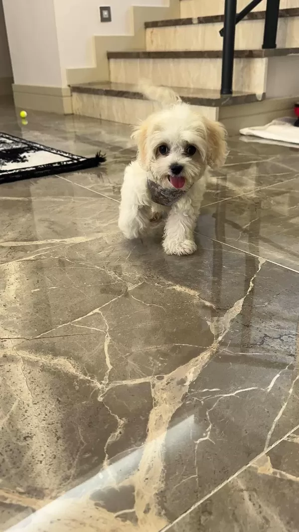 0-4 Aylik Maltese Terrier