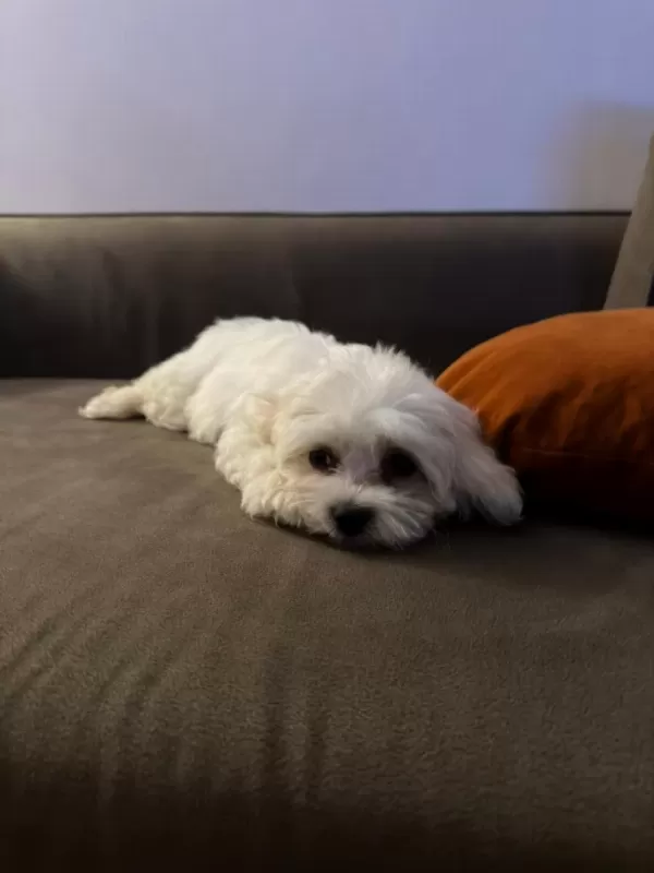 0-4 Aylik Maltese Terrier