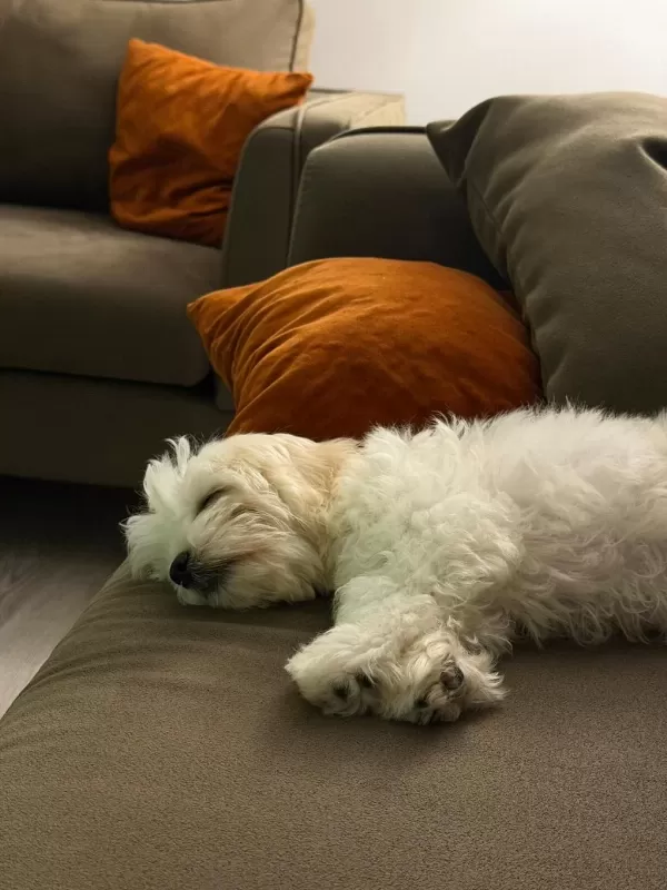 0-4 Aylik Maltese Terrier