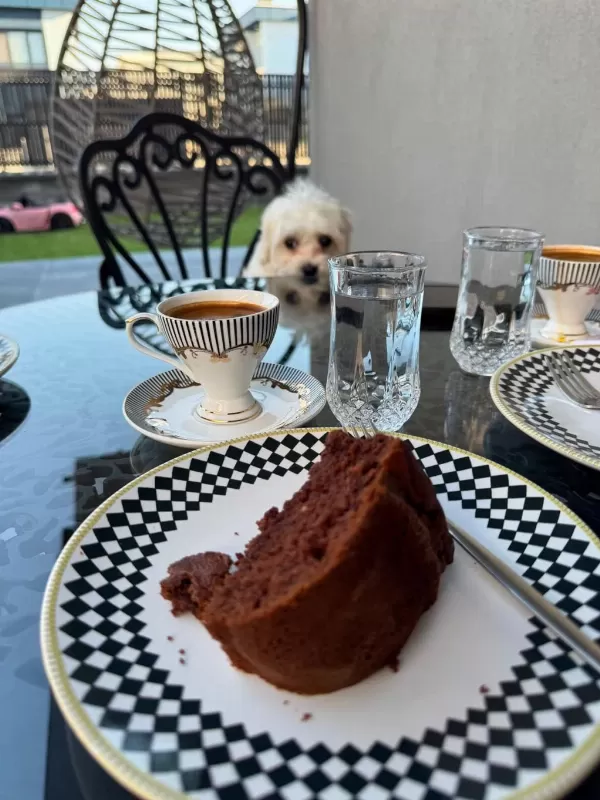 0-4 Aylik Maltese Terrier