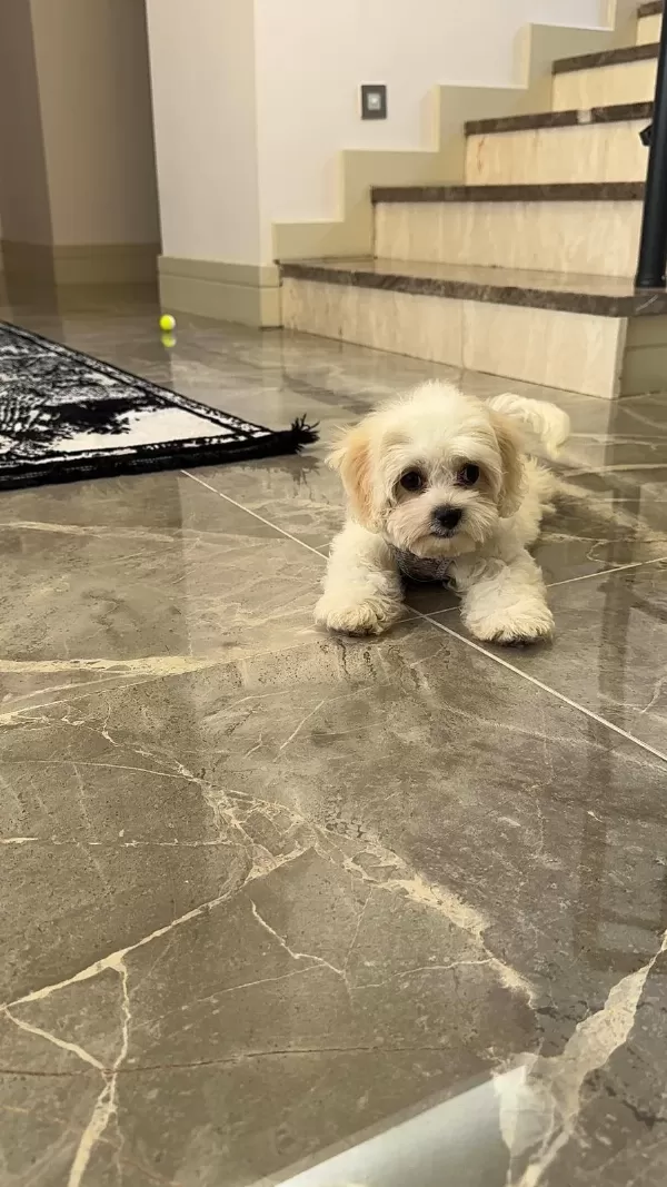 0-4 Aylik Maltese Terrier