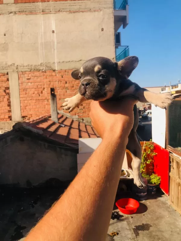 French Bulldog Köpeği