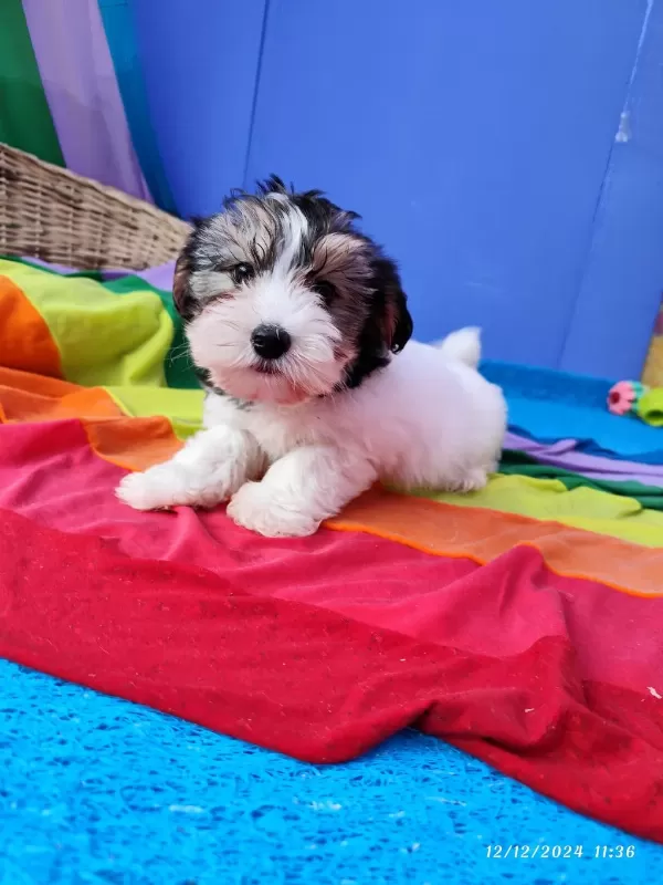 Orjinal Muhteşem Morkie Yavrularımız