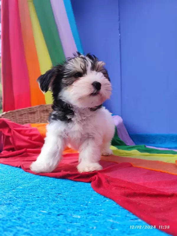 Orjinal Muhteşem Morkie Yavrularımız