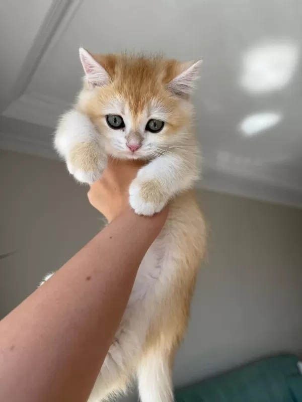 En Güzel Golden British Shorthair Yavrular