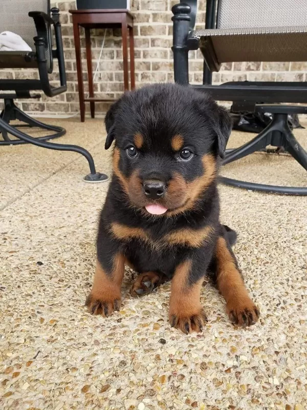 İri Kafa Rottweiler Yavrular Son 2 Bebek