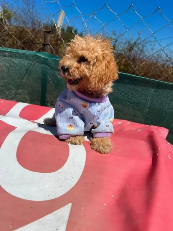 Tüm Aşıları Bitmiş Son 2 Kardeş Maltipoo