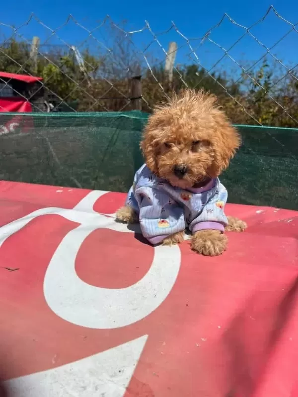 Tüm Aşıları Bitmiş Son 2 Kardeş Maltipoo