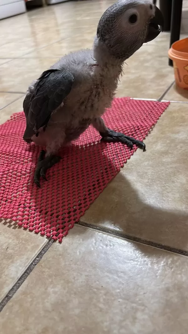 Jako Bebek Papağanımız