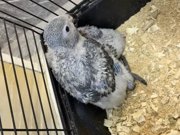 El Besleme Jako Papağani Yavrulari