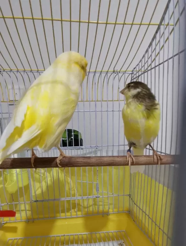 Orjinal Safkan Lankşayir Kanarya 23 Cm