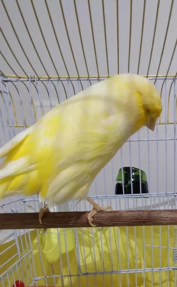 Orjinal Safkan Lankşayir Kanarya 23 Cm
