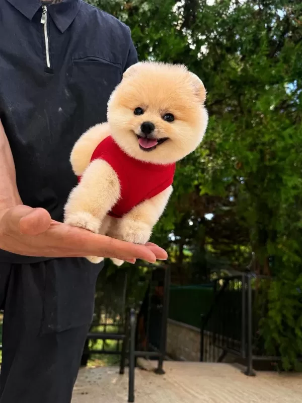 İrk Ve Sağlık Garantili Pomeranian Bebekler