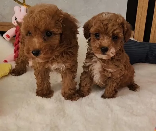 Mükemmel Güzellikteki Maltipoo Yavrularimiz