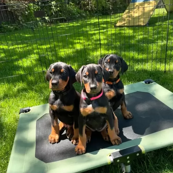 Doberman Bebekler Sağlık Ve İrk Garantili Teslim