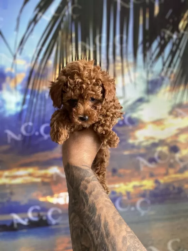 Kore Orjinal Kilo İrk Garantili Poodle