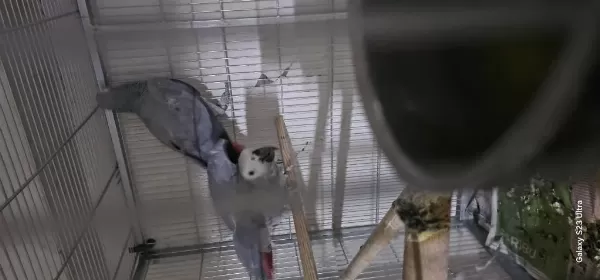 Çift Yavru Veren Jako Papağanı