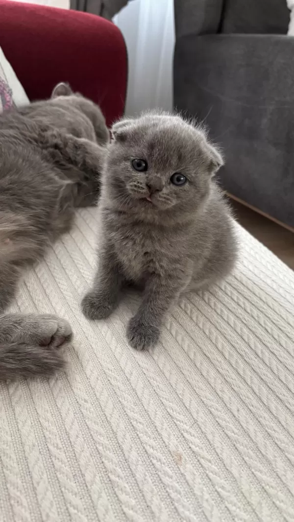 Dişi Scottish Fold Kedisi