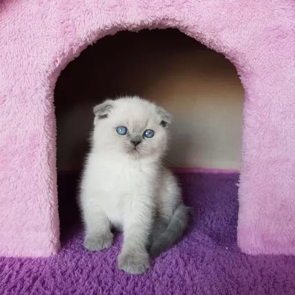 İrk Ve Sağlık Garantili Scottish Fold Yavrular