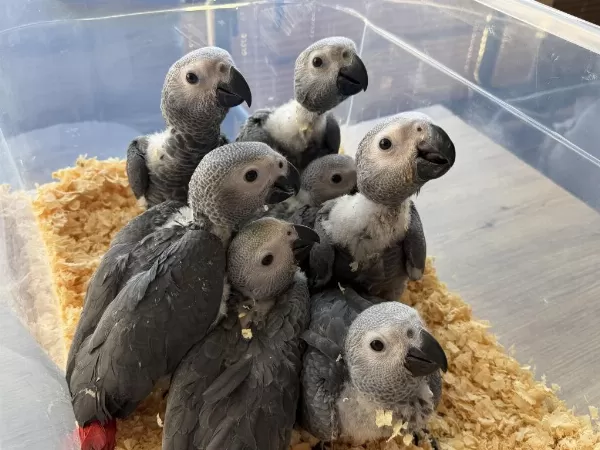Bebek Yasal Belgeli Jako Papağani Yavrularimiz