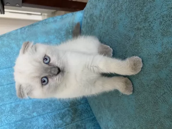 Harika Scottish Fold Dişi