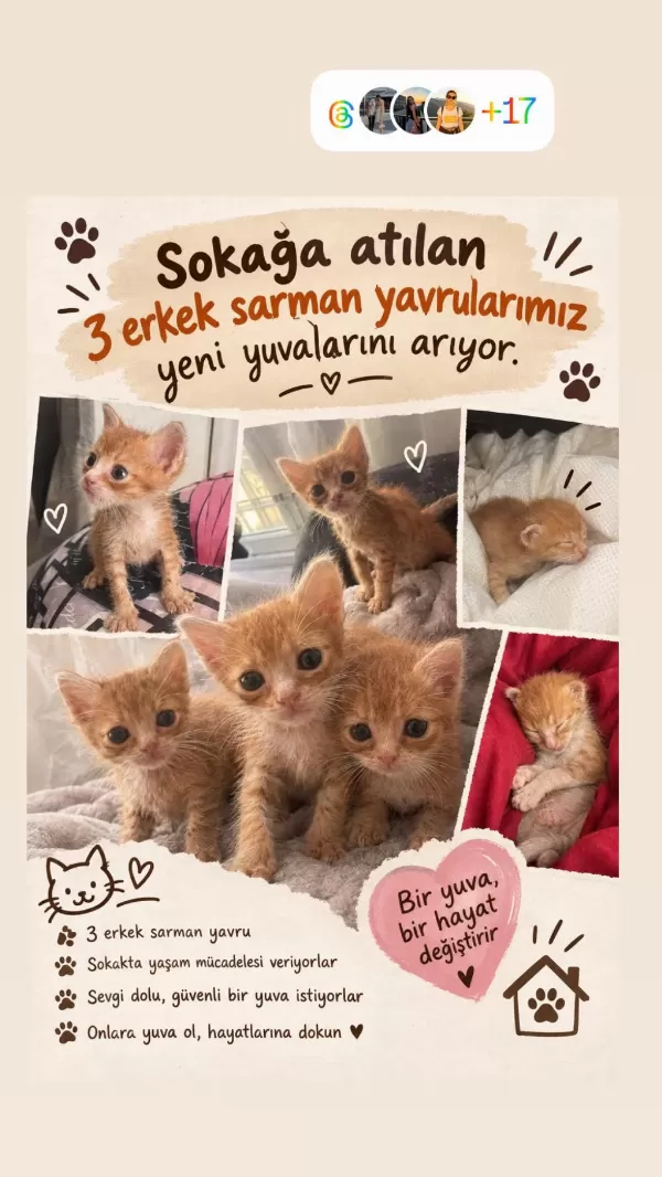 Sokağa Atılan Yavru Sarmanlarımız Yuvasını Arıyor