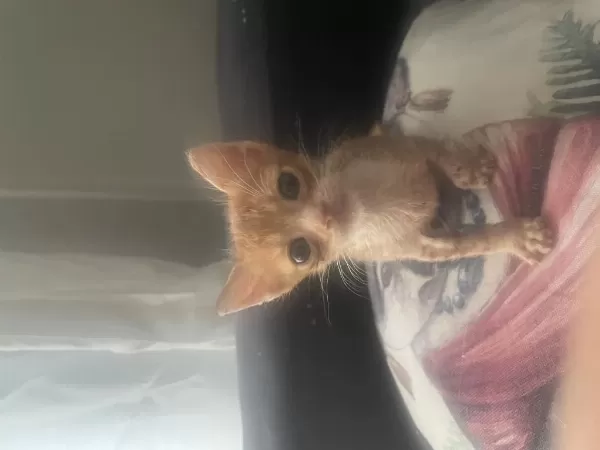Sokağa Atılan Yavru Sarmanlarımız Yuvasını Arıyor